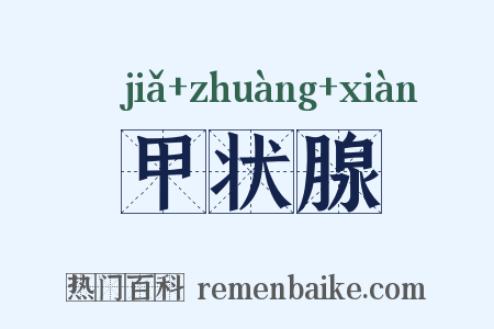 甲状腺是什么意思的图片